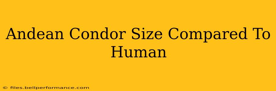 Andean Condor Size Compared To Human