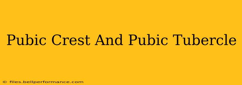 Pubic Crest And Pubic Tubercle